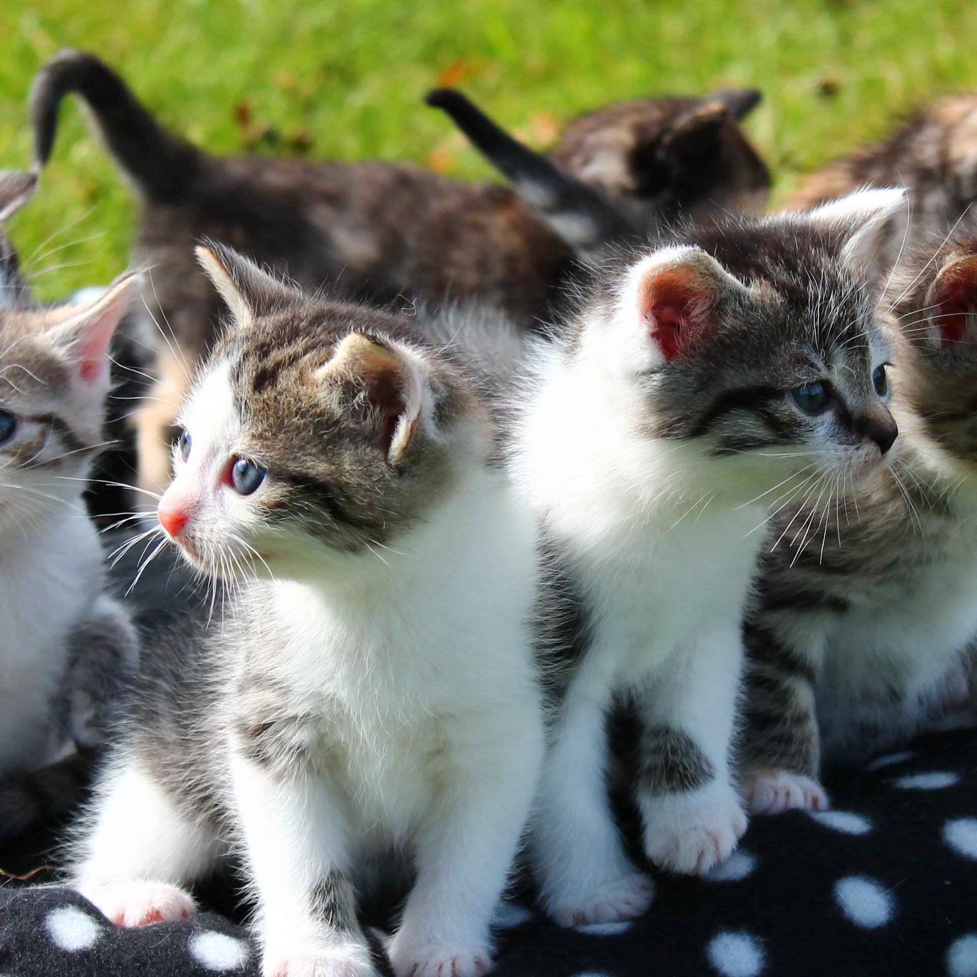 Katzenbabys-4eck Katzenbabys-4eck