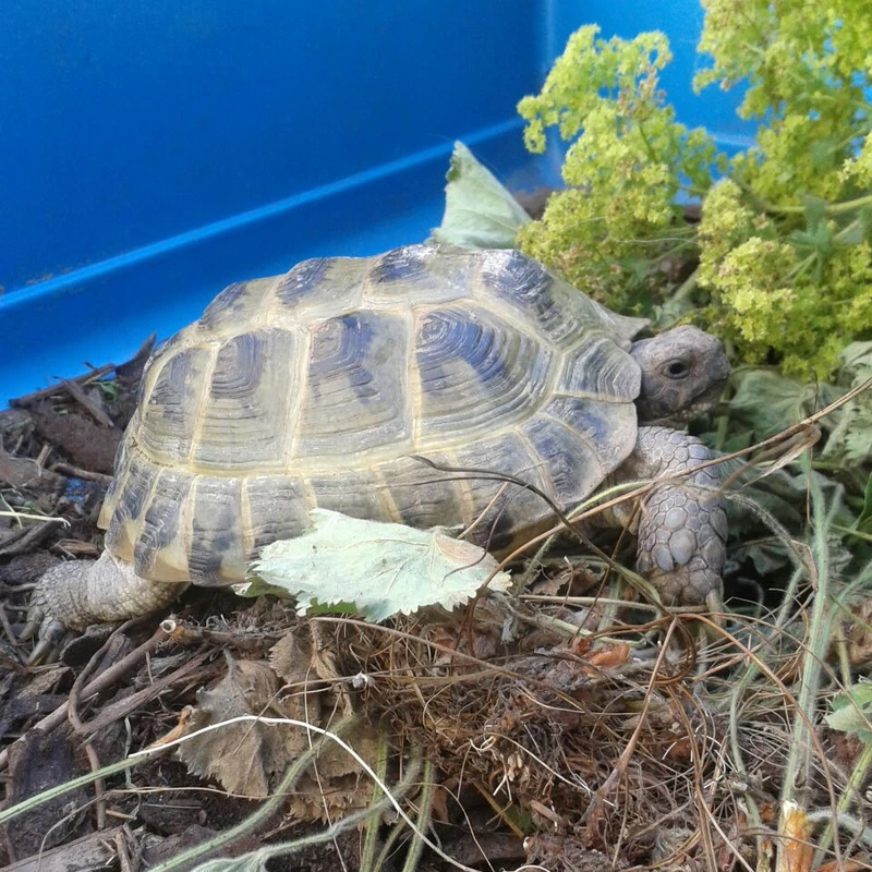 Schildkroete