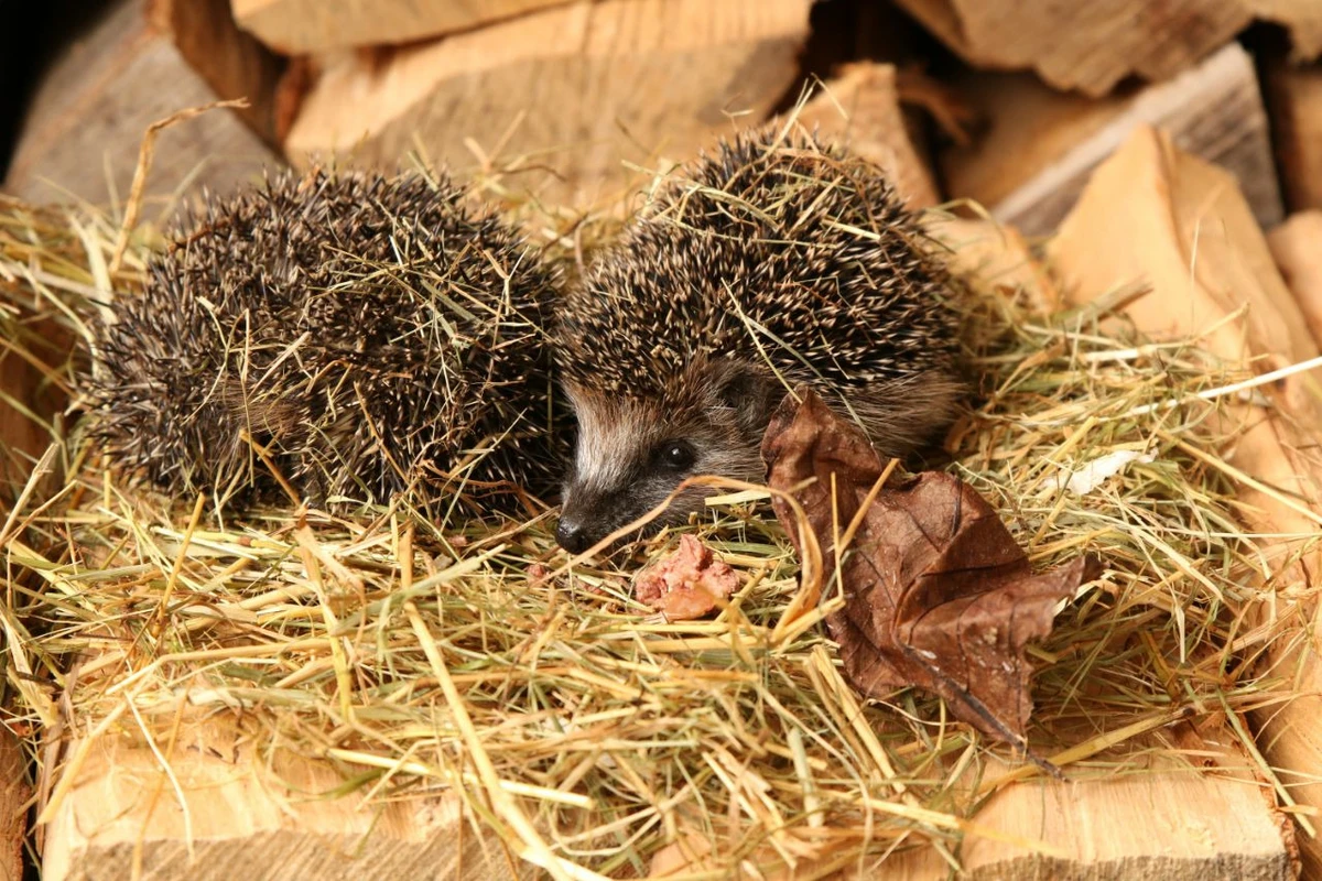 kleine-Igel