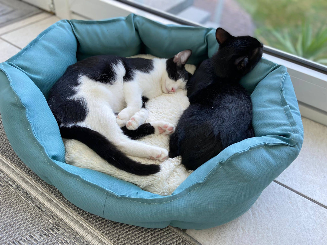 Fynn Nasg l Tiernotruf aerzen de