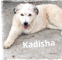Notfellchen Kadisha