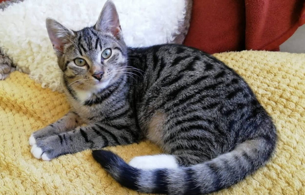 Rocky Tiernotruf aerzen de