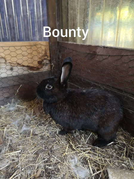 Bounty –  Zuhause gesucht