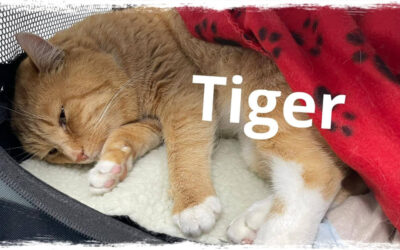 Notfellchen TIGER