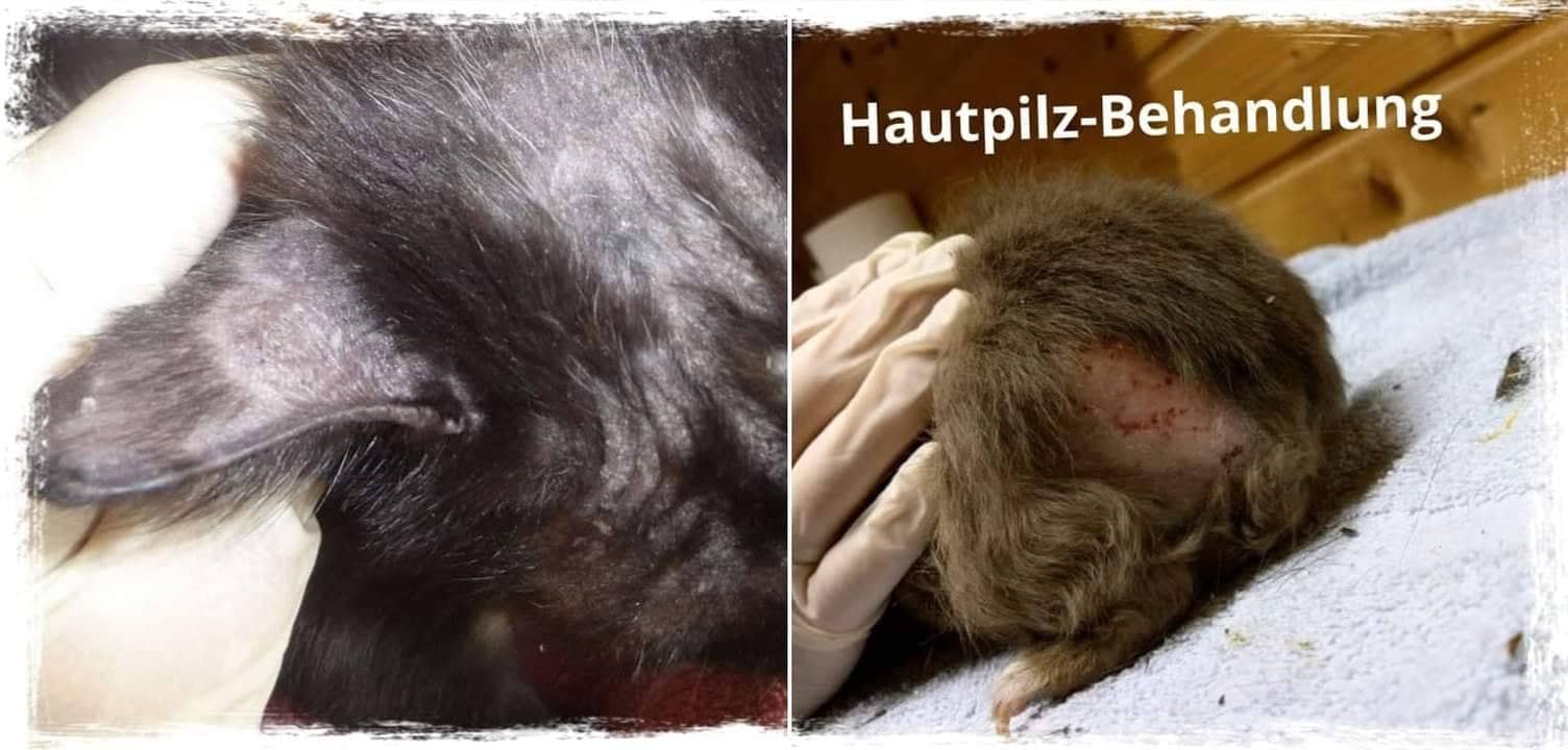 Katzenpilz Notfellchen Tiernotruf aerzen de