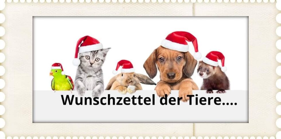 Wunschzettel Der Tiere Tiernotruf aerzen de