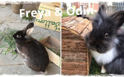 Odin & Freya