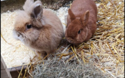 Blossom & Cookie