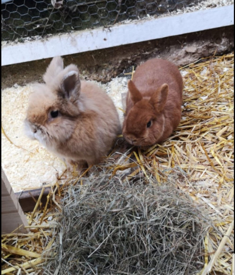 Blossom & Cookie