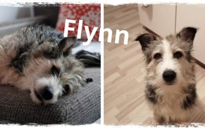 FLYNN – schon wieder ein neues Notfellchen..
