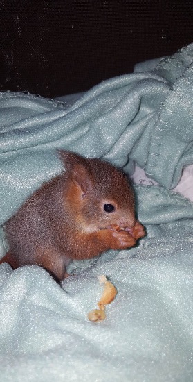 Eichhörnchenbaby-Notfall