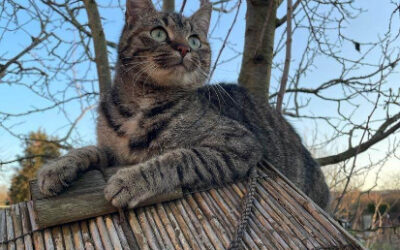 Katze