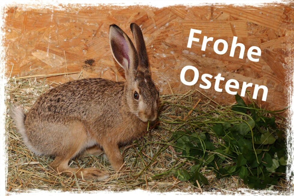 Frohe Ostern Tiernotruf aerzen de