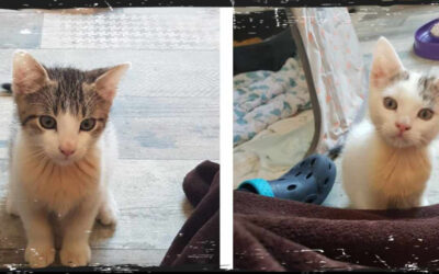 Katzenbaby´s sind vermittelt