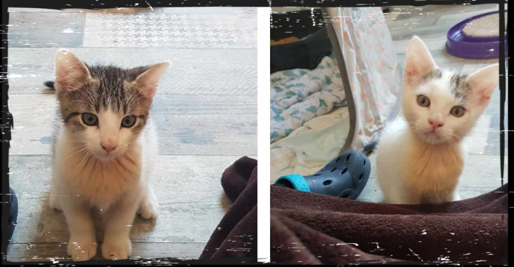 Katzenbaby´s sind vermittelt