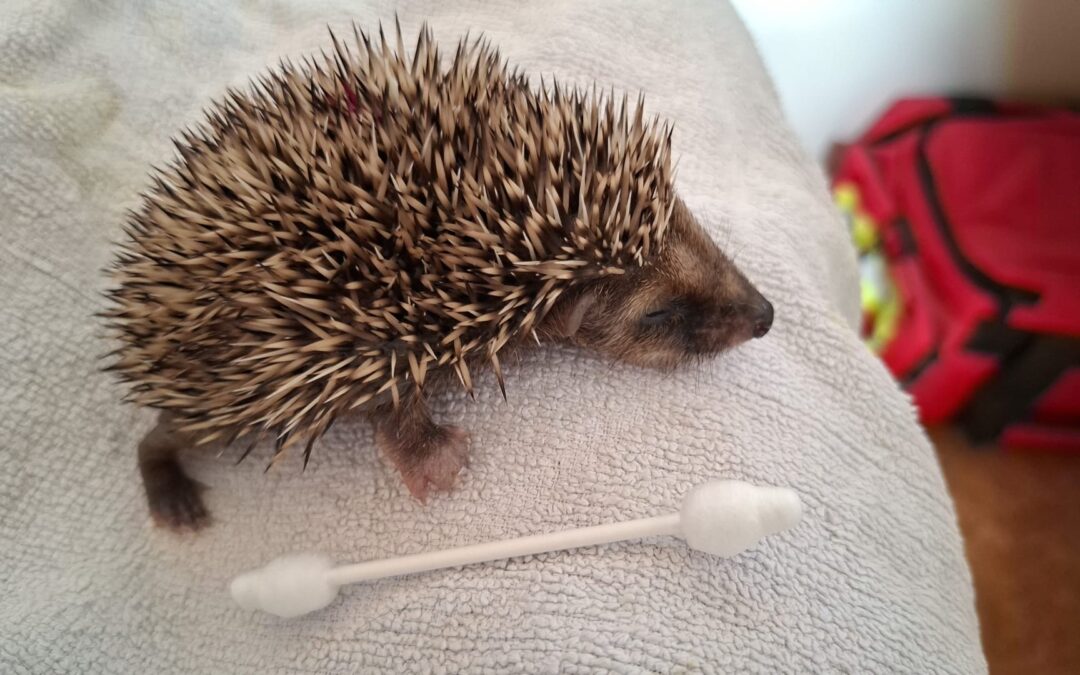 Baby-Igel