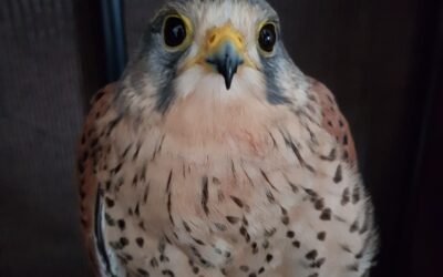 Wildvogelhilfe-Kurse